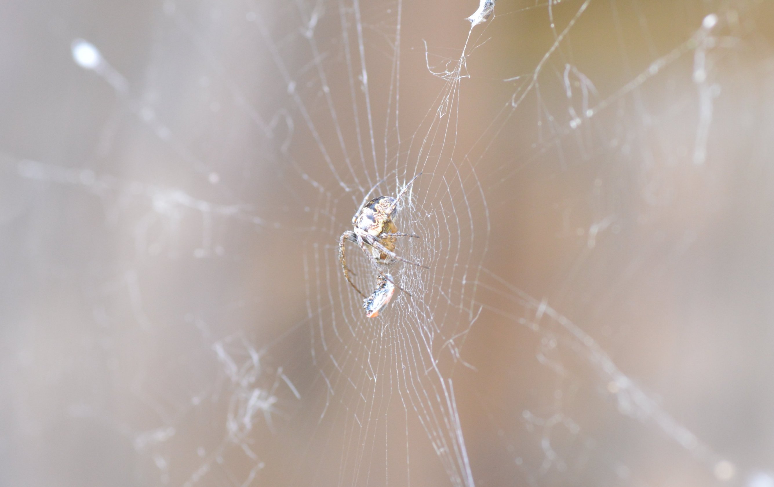Quale Araneus? No. Zilla diodia - Valtidone (PC)